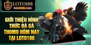 Giới thiệu hình thức đá gà Thomo hôm nay tại Loto188