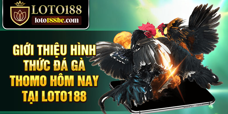 Giới thiệu hình thức đá gà Thomo hôm nay tại Loto188 Giới thiệu hình thức đá gà Thomo hôm nay tại Loto188