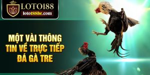 Một vài thông tin về trực tiếp đá gà tre