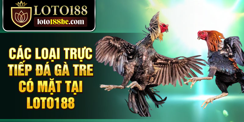 Các loại trực tiếp đá gà tre có mặt tại Loto188 Các loại trực tiếp đá gà tre có mặt tại Loto188