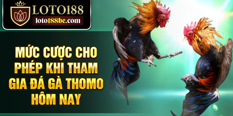 Mức cược cho phép khi tham gia đá gà Thomo hôm nay Mức cược cho phép khi tham gia đá gà Thomo hôm nay